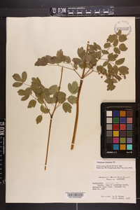 Thalictrum amphibolum image