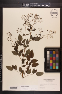 Thalictrum amphibolum image