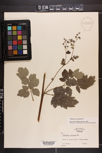 Thalictrum amphibolum image