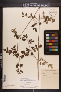 Thalictrum amphibolum image