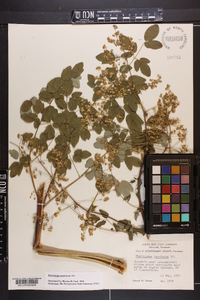 Thalictrum amphibolum image