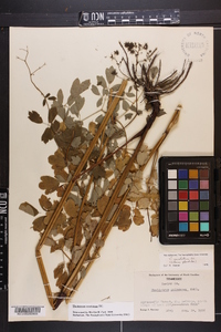 Thalictrum amphibolum image