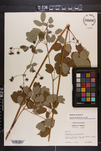 Thalictrum amphibolum image