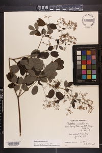 Thalictrum amphibolum image