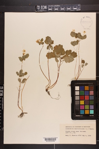 Thalictrum thalictroides image