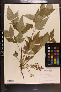 Xanthorhiza simplicissima image