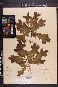 Quercus margaretta image