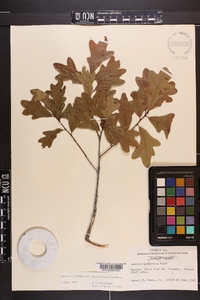 Quercus margaretta image