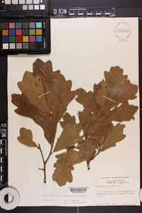 Quercus margaretta image