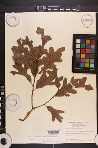 Quercus margaretta image