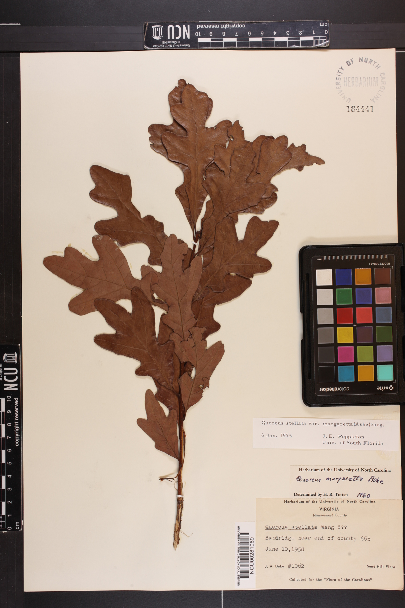 Quercus margaretta image