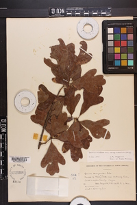 Quercus margaretta image