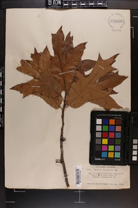 Quercus catesbaei image