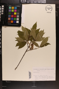 Quercus serrata image