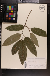 Quercus variabilis image