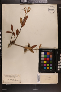 Quercus virens image