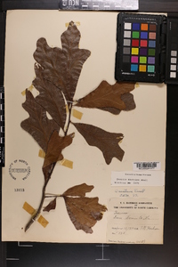 Quercus austrina image