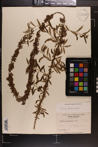 Buddleja alternifolia image