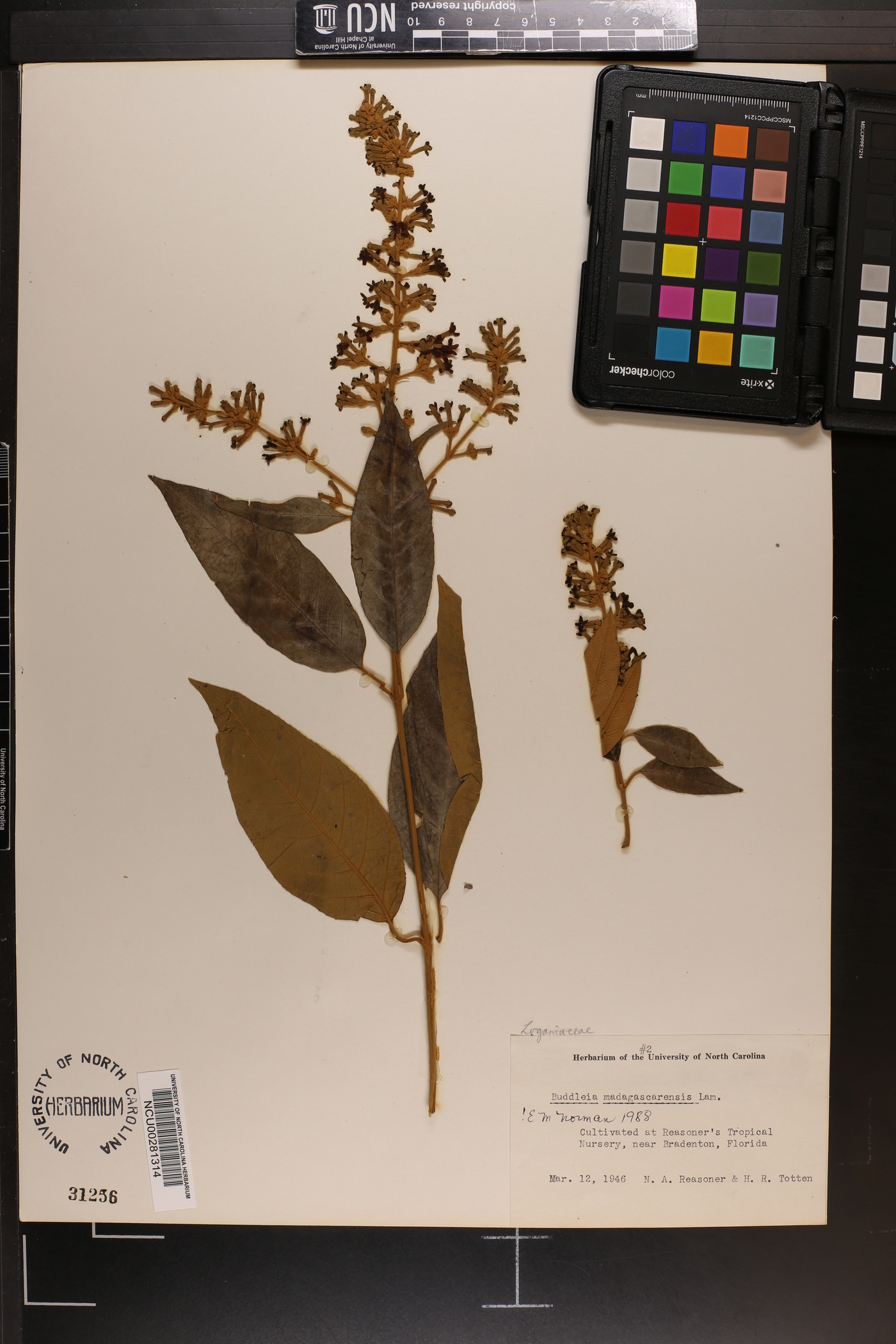 Buddleja madagascariensis image
