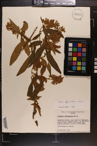 Buddleja officinalis image