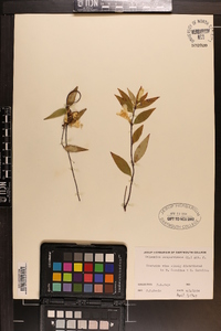 Gelsemium sempervirens image