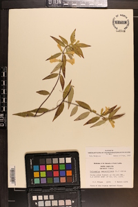 Gelsemium sempervirens image