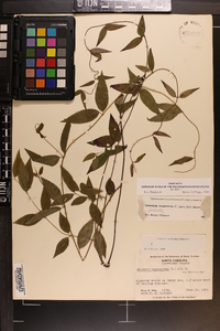 Gelsemium sempervirens image