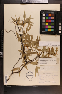 Gelsemium sempervirens image