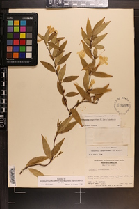 Gelsemium sempervirens image