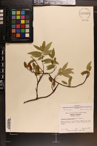 Gelsemium sempervirens image