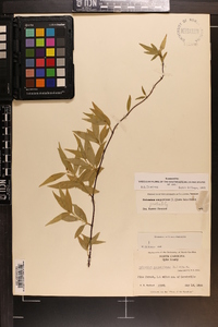 Gelsemium sempervirens image