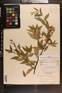 Gelsemium sempervirens image