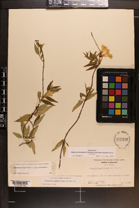 Gelsemium sempervirens image