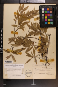 Gelsemium sempervirens image