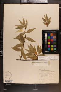 Gelsemium sempervirens image