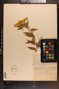 Gelsemium sempervirens image