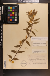 Gelsemium sempervirens image