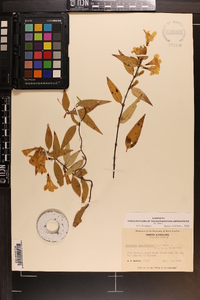 Gelsemium sempervirens image