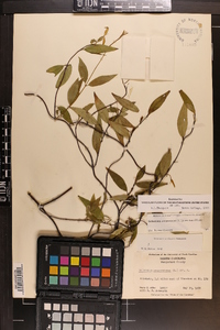 Gelsemium sempervirens image