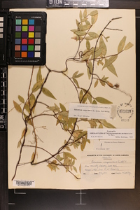 Gelsemium sempervirens image