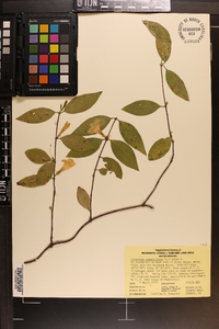 Gelsemium sempervirens image