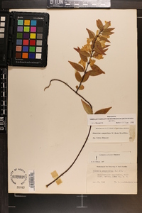 Gelsemium sempervirens image