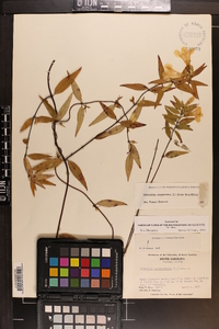 Gelsemium sempervirens image