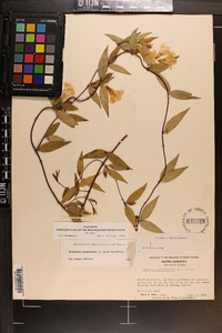 Gelsemium sempervirens image