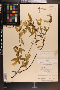 Gelsemium sempervirens image