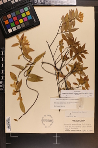 Gelsemium sempervirens image