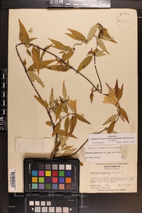 Gelsemium sempervirens image