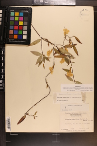 Gelsemium sempervirens image