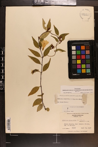 Gelsemium sempervirens image