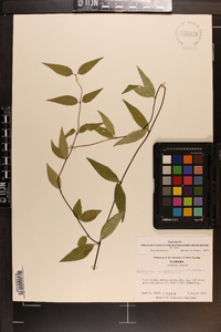 Gelsemium sempervirens image